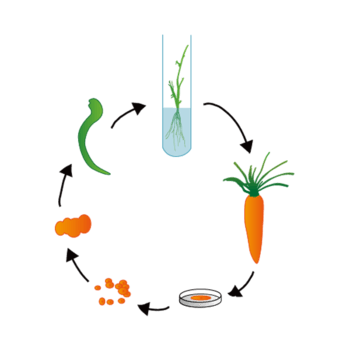 胡萝卜组织培养