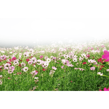 浪漫花海图片免费下载_浪漫花海素材_万素网