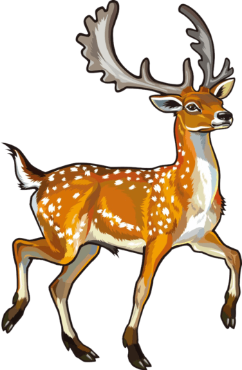 长两只大角的梅花公鹿