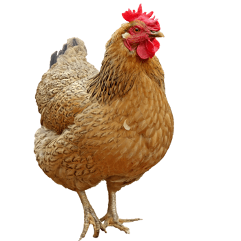 可爱的母鸡动物家禽