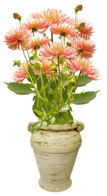 植物花卉装饰png素材