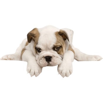 狗元素图片-狗素材下载-万素网