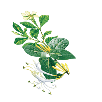 金银花