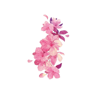 红色的芍药花矢量素材