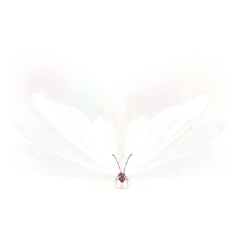 白色蝴蝶
