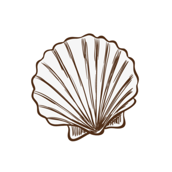 手绘贝壳