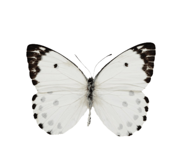斑点蝴蝶