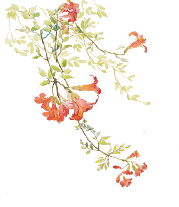 水彩花夏日 素材 免费水彩花夏日图片素材 水彩花夏日素材大全 万素网