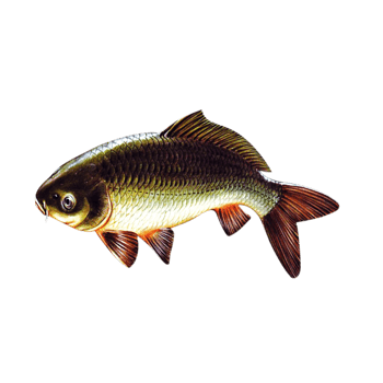 鲫鱼免抠元素图片-元素素材5802695-万素网