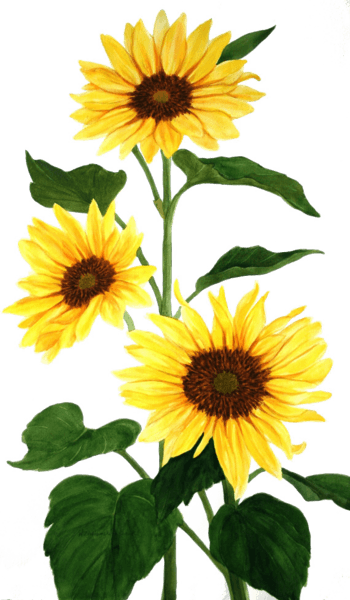向日葵手绘 素材 免费向日葵手绘图片素材 向日葵手绘素材大全 万素网