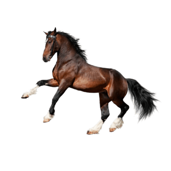 奔马素材