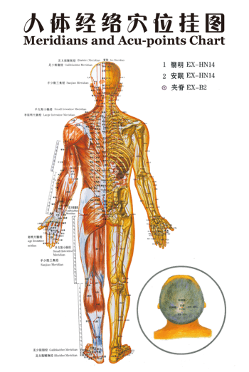 人体经络 素材 免费人体经络图片素材 人体经络素材大全 万素网