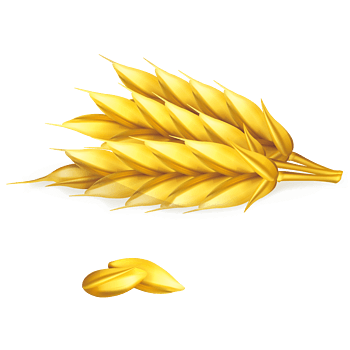 手绘金黄的小麦矢量素材