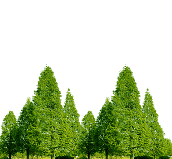 树林,森林免抠元素图片-元素素材4398733-万素网