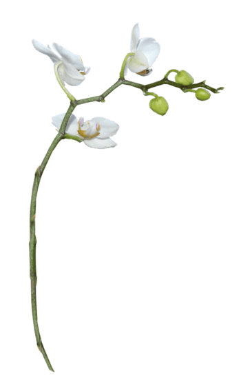 美丽的树枝免抠元素图片_元素素材2939784_万素网