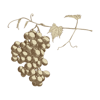 复古手绘葡萄