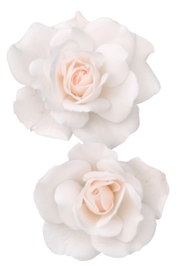 0尺寸:600*355下载png粉色玫瑰花朵白花卉白灰色树叶下载png下载:2