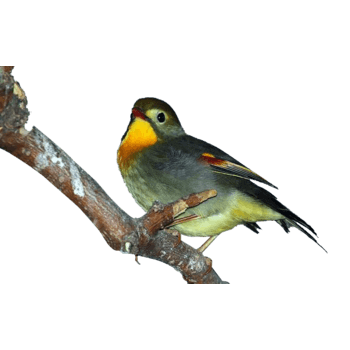 会唱歌的百灵鸟