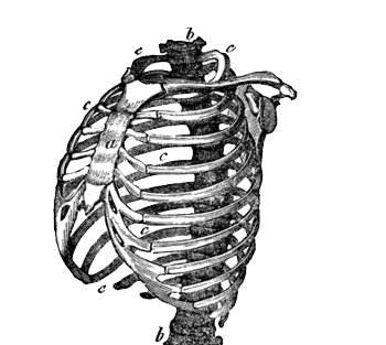 矢量人体骨骼素材