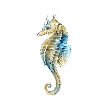 手绘海马图片-手绘海马设计素材-手绘海马素材免费下载-万素网