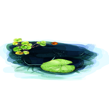 手绘荷花和水潭