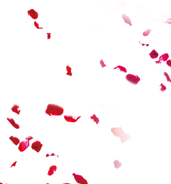 凋零的红色花瓣