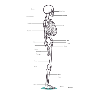 人的骨骼图画侧面图片