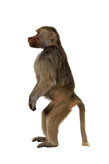 猴子图片免抠元素图片-元素素材2663170-万素网