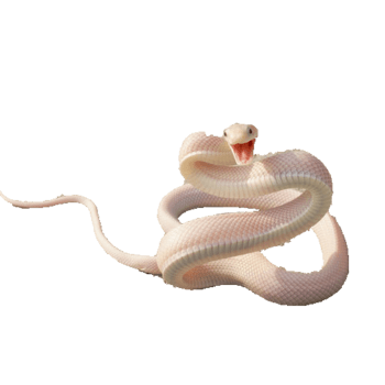 白蛇 素材 免费白蛇图片素材 白蛇素材大全 万素网