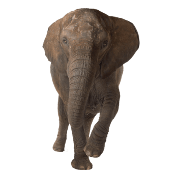 灰色大象免抠元素图片-元素素材2530994-万素网