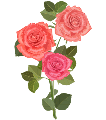 红色月季花图片-红色月季花设计素材-红色月季花素材免费下载-万素网