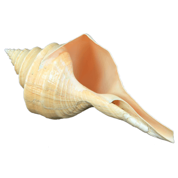 尖嘴的螺号免扣素材