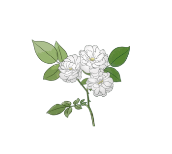 手绘三朵茉莉花