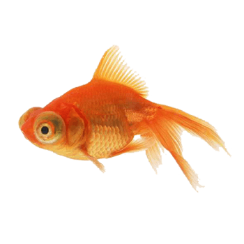橘黄色的金鱼