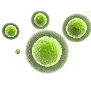 显微镜下的细胞真菌生物结构