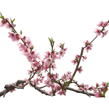 桃树树枝