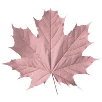 粉红色枫叶树叶