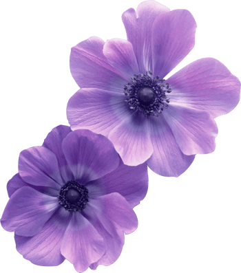 紫色花朵装饰素材
