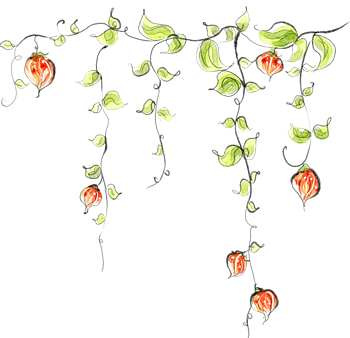 清新灯笼花枝蔓