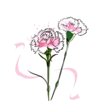 母亲节康乃馨图片免费下载_母亲节康乃馨素材_万素网