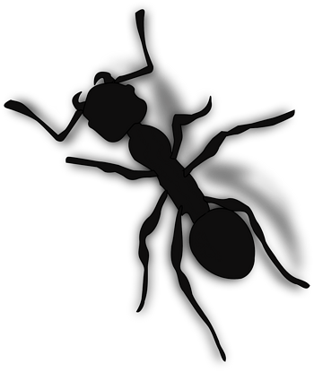 黑色的蚂蚁