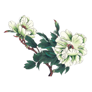 白色牡丹png元素素材图片下载-万素网