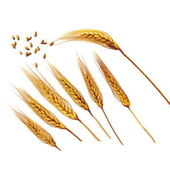 39尺寸:1000*1000下载png手绘金色圆形麦穗图案下载png下载:39尺寸