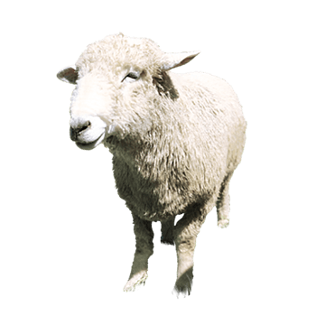 草原羊 素材 免费草原羊图片素材 草原羊素材大全 万素网