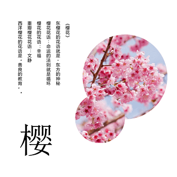 中国传统的樱花文化图片