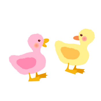 两只可爱的鸭子