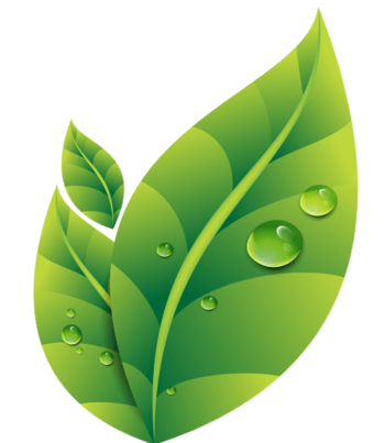 带露珠的荷叶免抠元素图片-元素素材171050-万素网