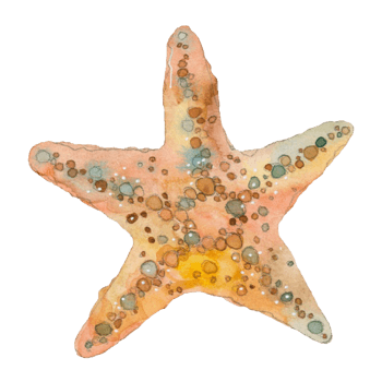 水彩海星