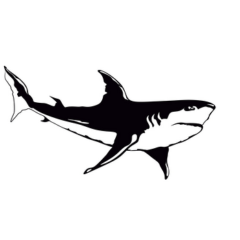 简笔黑白鲨鱼