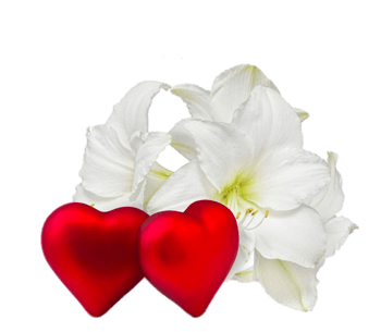 爱心旁的百合花